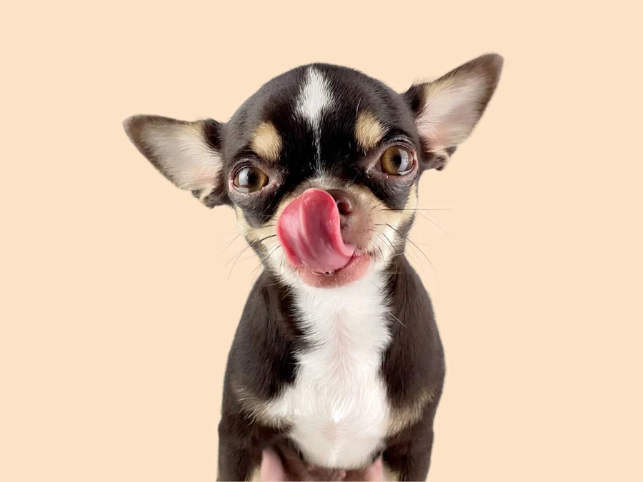 Dog Food