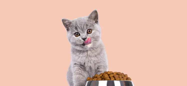 Cat Food