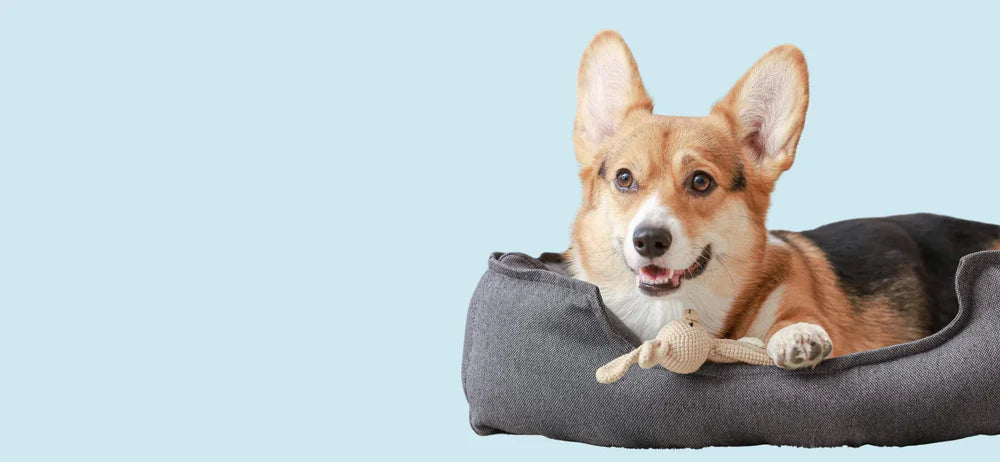 Dog Accessorize
