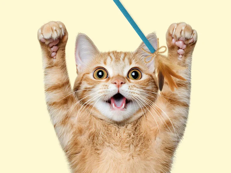 Cat Toys