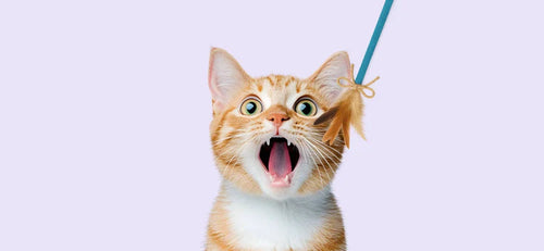 Cat Accessorize